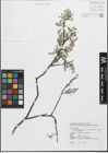 Foto von Salix fulvopubescens var. doii (Hayata) K. C. Yang & T. C. Huang